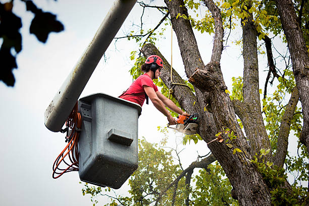 How Our Tree Care Process Works  in  Tea, SD